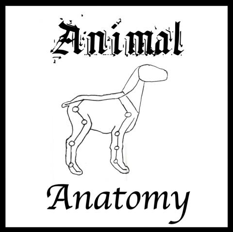 adult animal anatomy icon